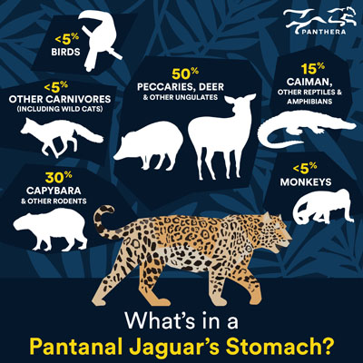 What's in a Pantanal Jaguar's Stomach