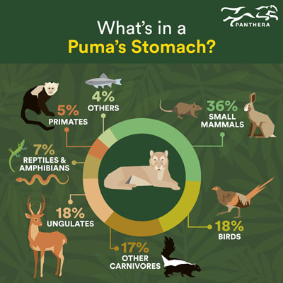 What's in a Puma's Stomach