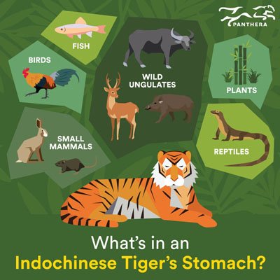 What's in an Indochinese Tiger's Stomach