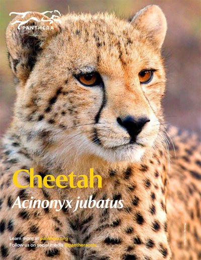 Cheetah Fact Sheet Cover