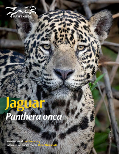 Jaguar Fact Sheet Cover