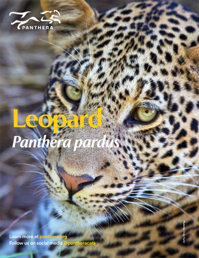 Leopard Fact Sheet Cover