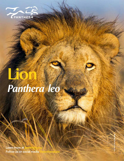 Lion Fact Sheet Cover