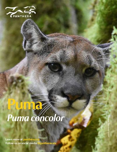 Puma Fact Sheet Cover