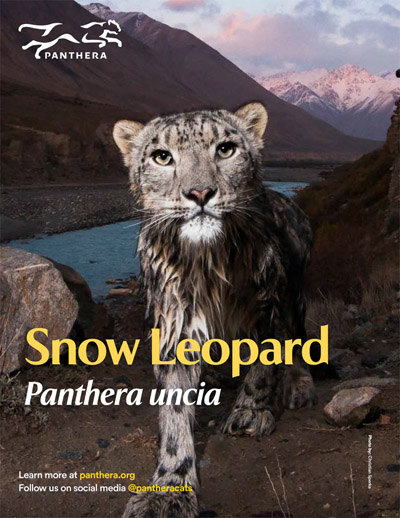 Snow Leopard Fact Sheet Cover