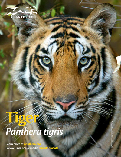 Tiger Fact Sheet Cover