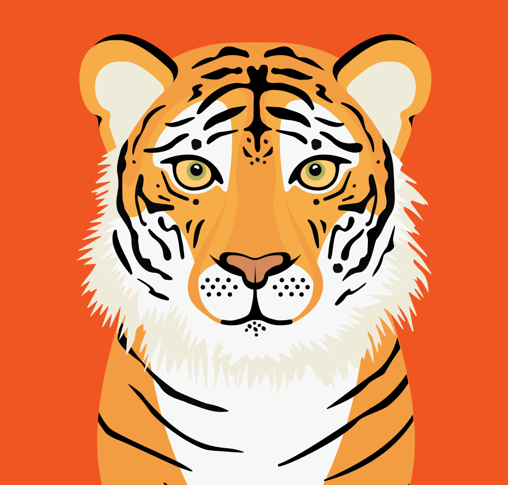 Tiger illustration