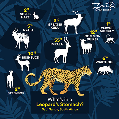 What's in a Sabi Sands Leopard's Stomach