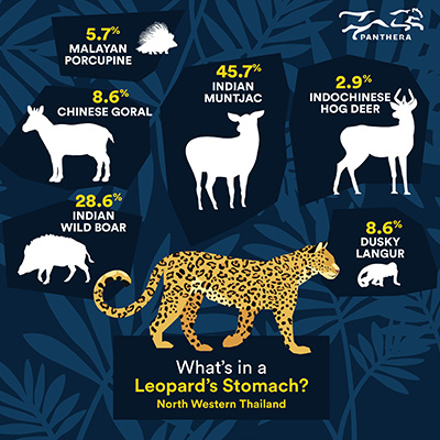 What's in a North Western Thailand Leopard's Stomach