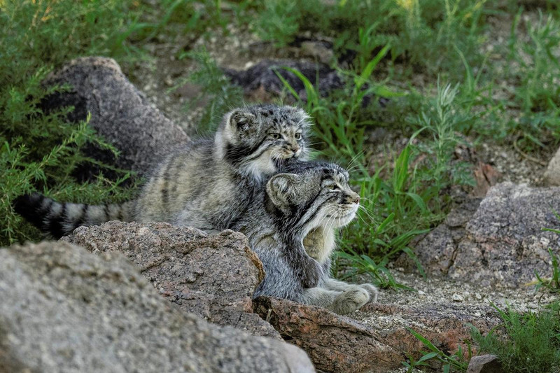 Two Pallas's cats in Mongolia playing 