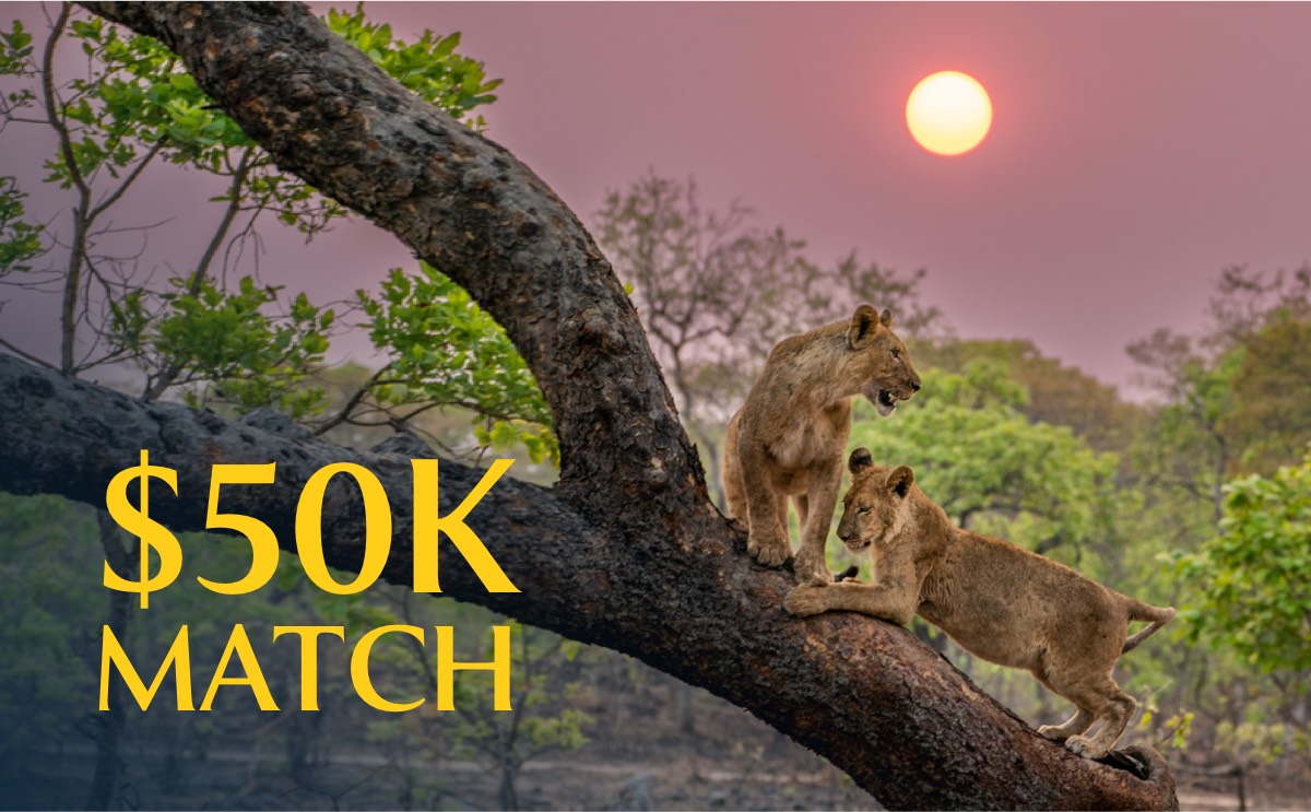 $50K MATCH (Lion cubs in tree)