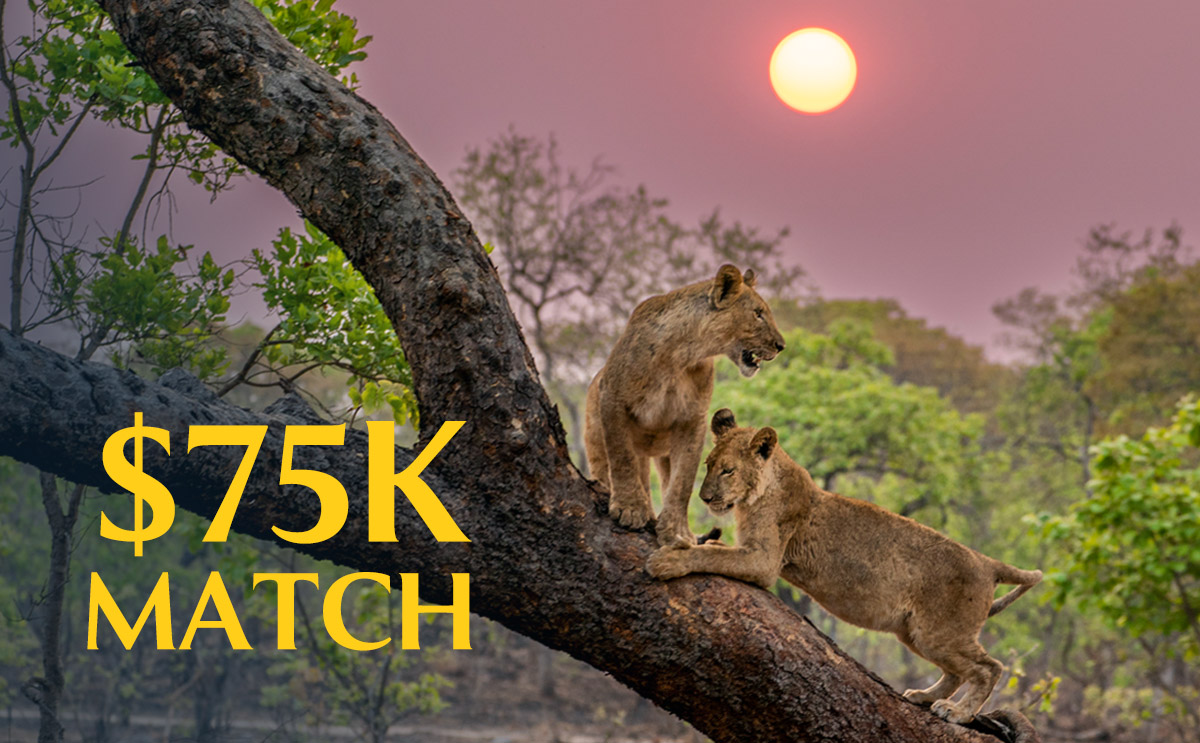 $75K MATCH (Lion cubs in tree)