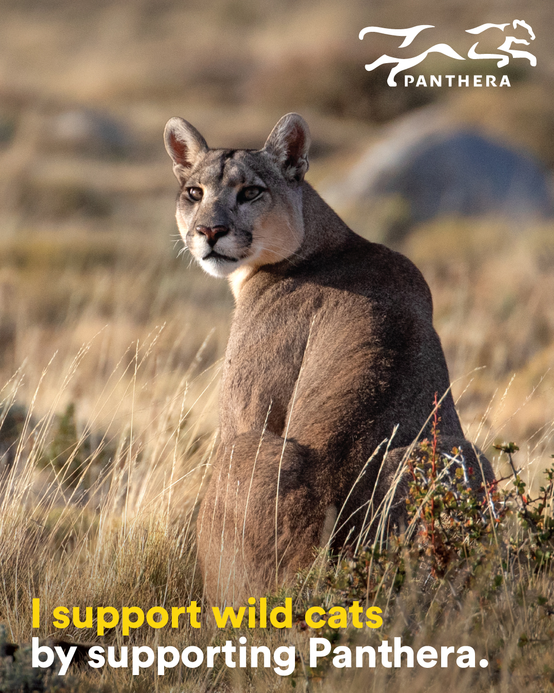 Puma Post