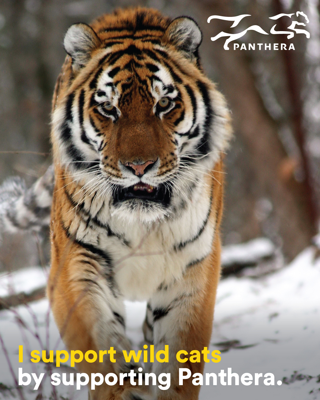 Tiger Post