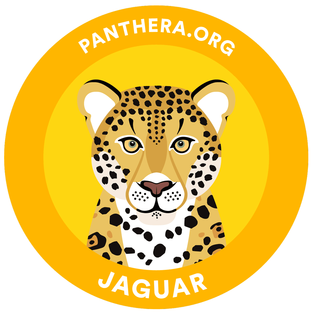 Animated Jaguar Sticker