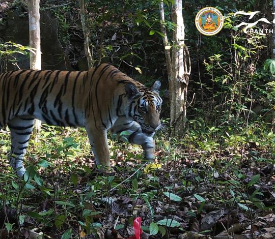 A tiger in eastern Thailand’s Dong Phayayen-Khao Yai (DPKY) complex . 