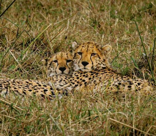 Two cheetahs