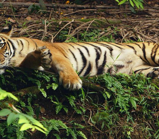 Malayan tiger.