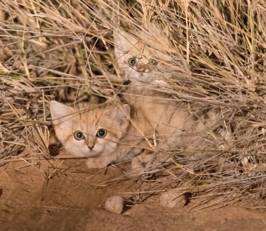 Sand cats staring.