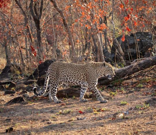 Leopard