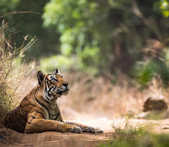 Tiger laying on grass