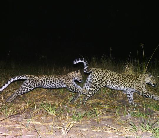 Two leopards chase each other at night