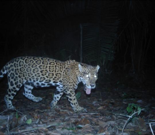Jaguar camera trap Belize