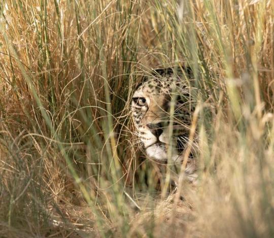 Grégory Breton/Panthera/RCU