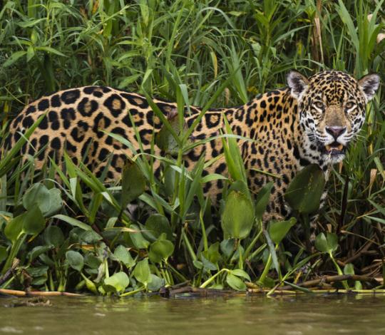 Jaguar reeds.