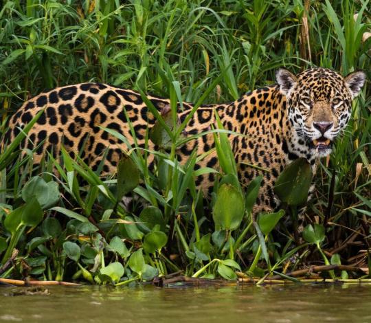 Pantanal jaguar