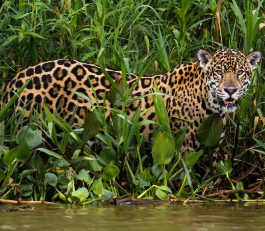 Jaguar