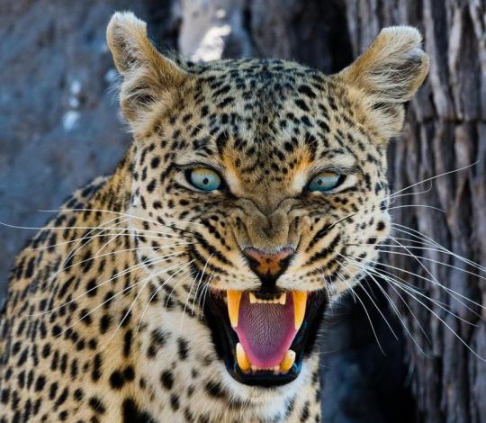 A leopard hisses