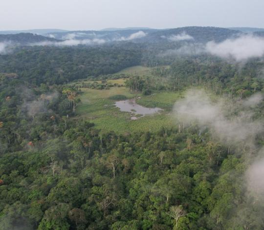 Tropical forest landscape of Gabon