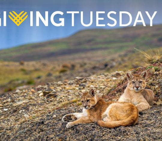 Giving Tuesday (Two pumas in Chile)