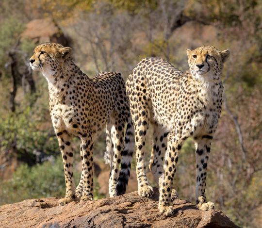 Two cheetahs