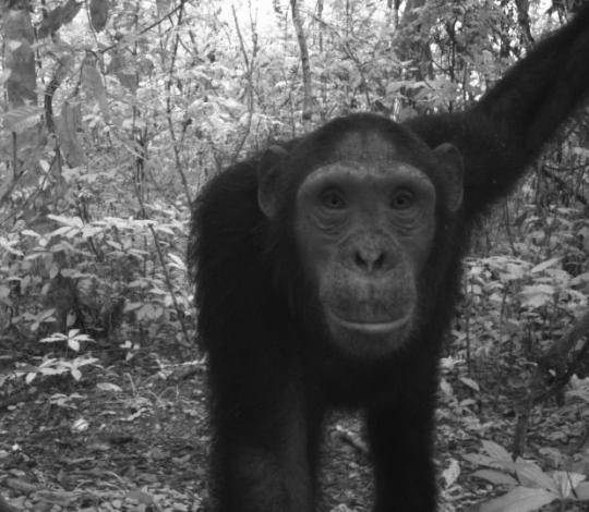 Chimpanzee