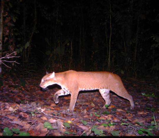African golden cat