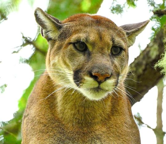 Female puma