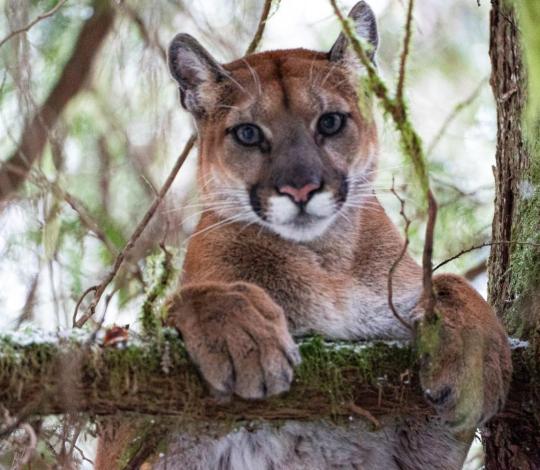 Cougar