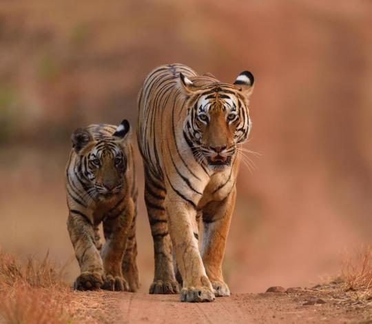 Tigers walking