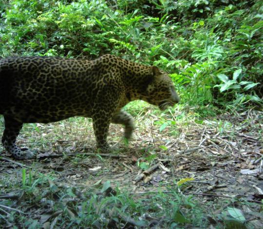 Leopard walking in Gabon