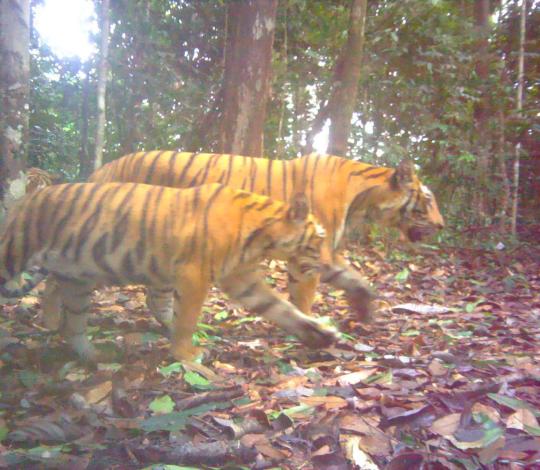 A female tiger with two cubs