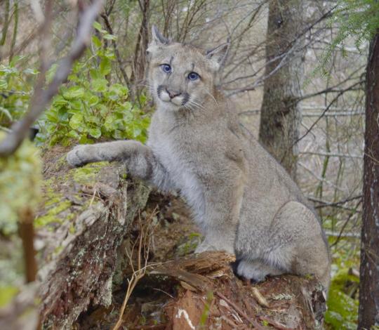 Cougar