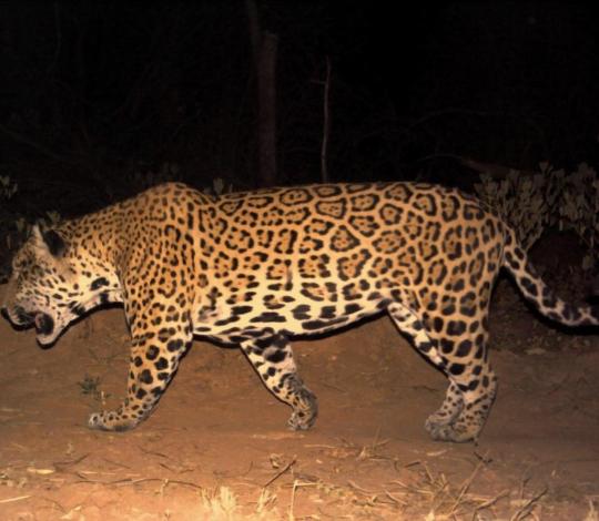 Jaguar