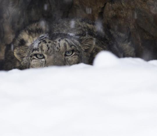Snow leopard Kyrgyzstan