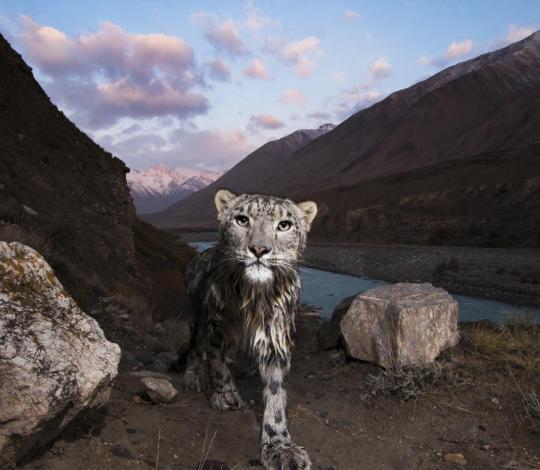 Snow leopard in Kyrgyzstan
