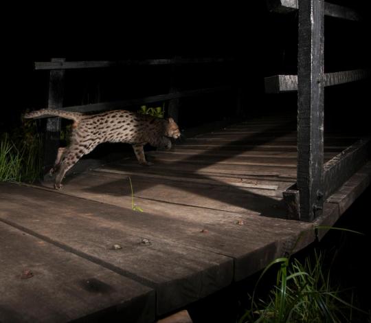 Fishing cat runs across a bridge.
