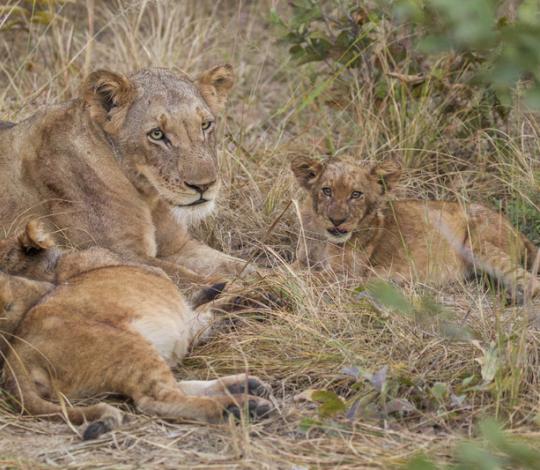 Female lioness with two cubs
