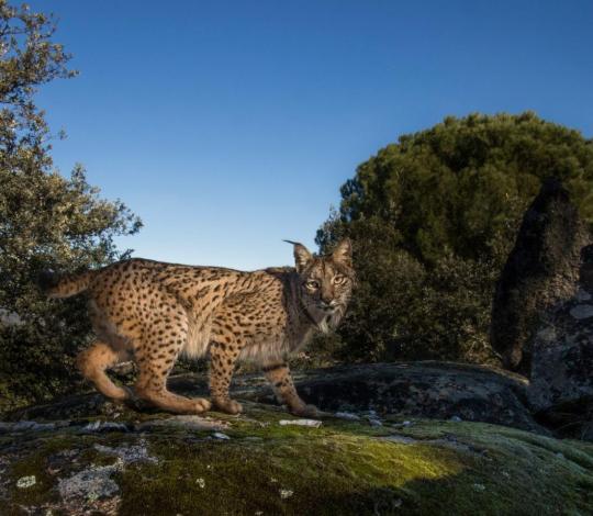 Iberian lynx