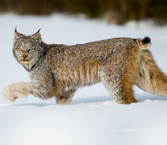 Canada lynx in the snow